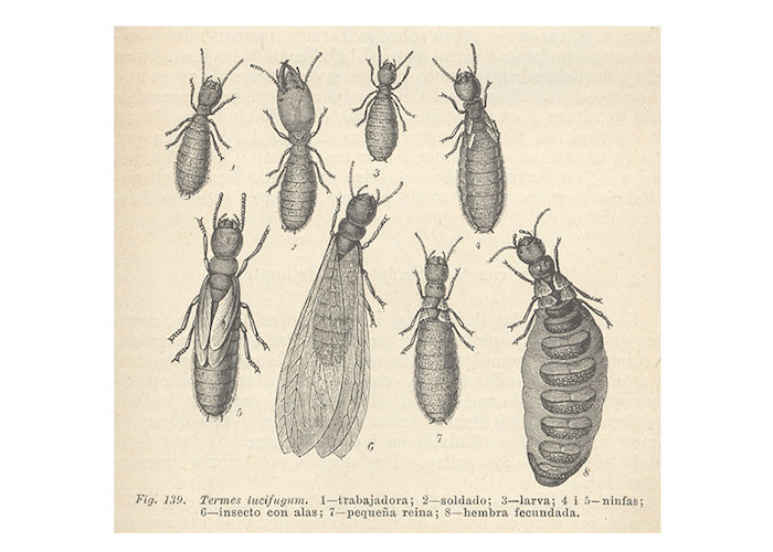 5. Termes lucifugum