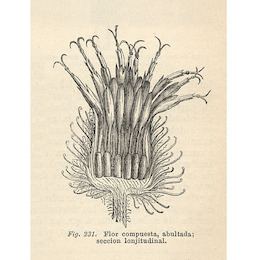 7. Flor compuesta abultada, sección longitudinal