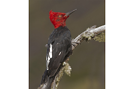 5. Carpintero negro.
