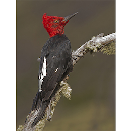 5. Carpintero negro.