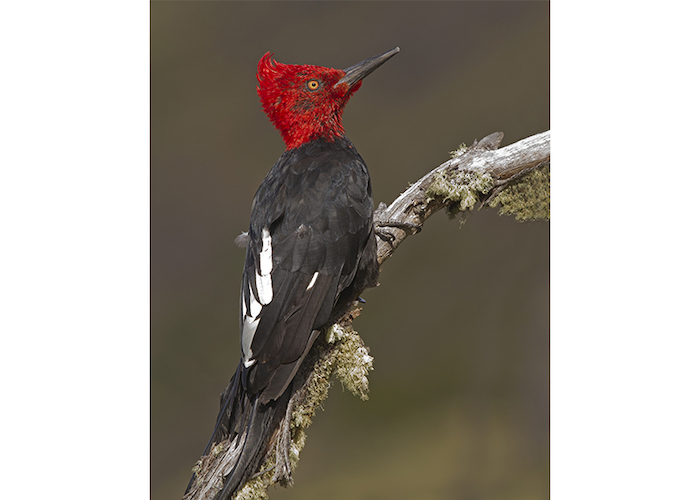 5. Carpintero negro.