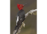 5. Carpintero negro.
