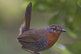 8. Chucao.
