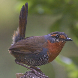 8. Chucao.