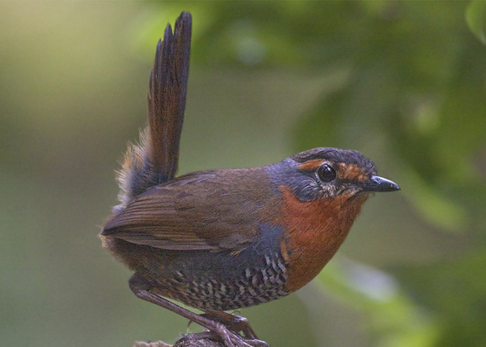 8. Chucao.