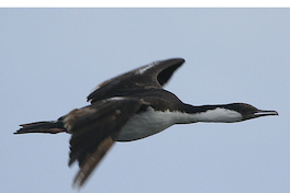 10. Cormorán imperial.