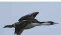 10. Cormorán imperial.
