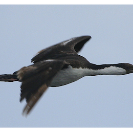 10. Cormorán imperial.