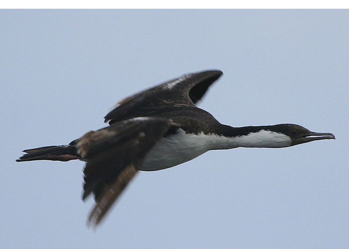 10. Cormorán imperial.
