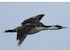 10. Cormorán imperial.