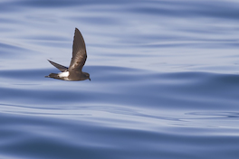 12. Golondrina de mar.