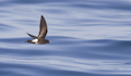 12. Golondrina de mar.