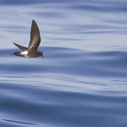 12. Golondrina de mar.
