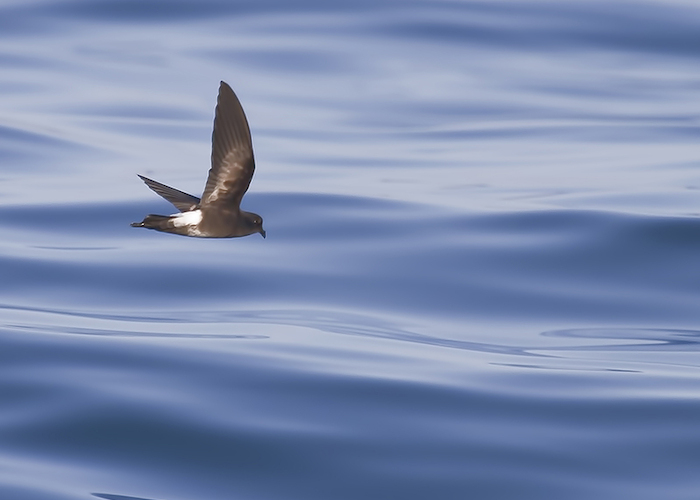 12. Golondrina de mar.
