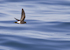 12. Golondrina de mar.