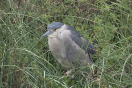 14. Huairavo.