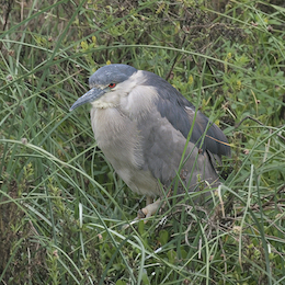 14. Huairavo.