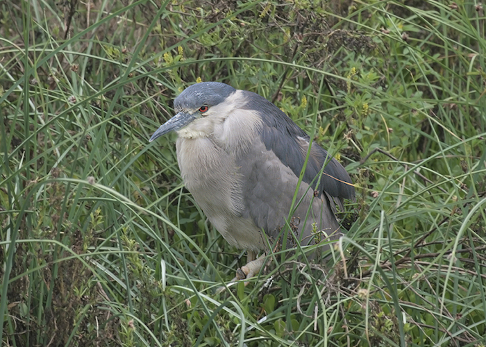 14. Huairavo.