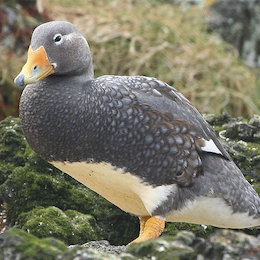 20. Pato quetru no volador.