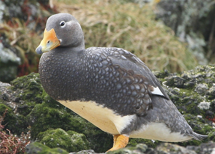 20. Pato quetru no volador.