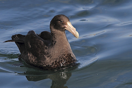 22. Petrel gigante.