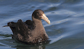 22. Petrel gigante.