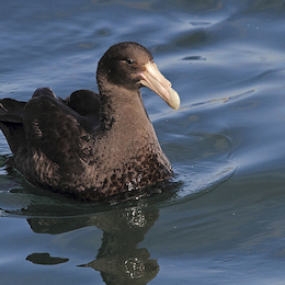 22. Petrel gigante.
