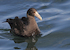 22. Petrel gigante.