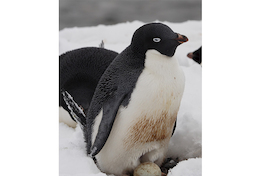 26. Pingüino adelia.