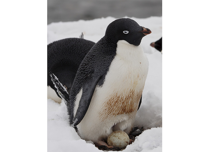 26. Pingüino adelia.