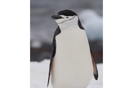 27. Pingüino antártico.
