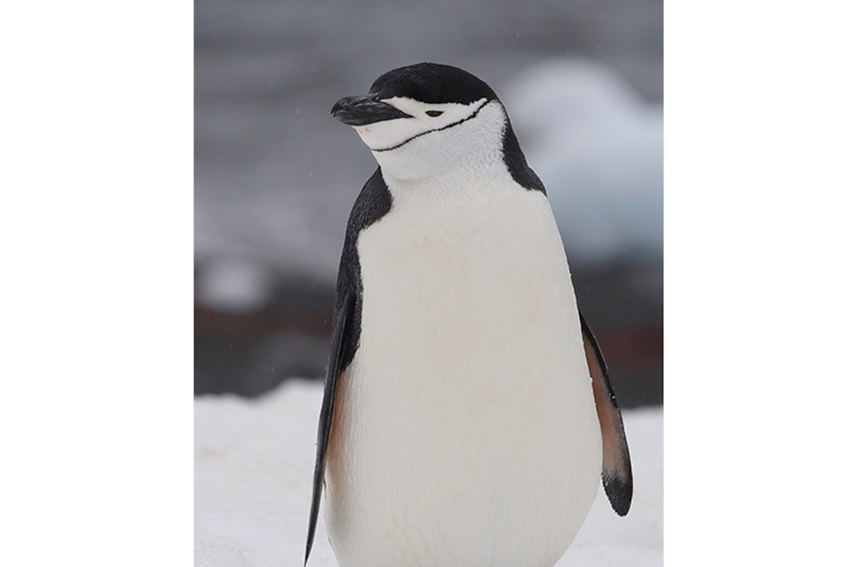 27. Pingüino antártico.