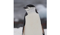 27. Pingüino antártico.