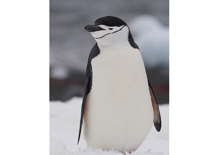 27. Pingüino antártico.