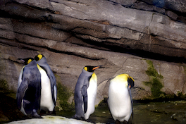 28. Pingüino emperador.