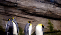 28. Pingüino emperador.