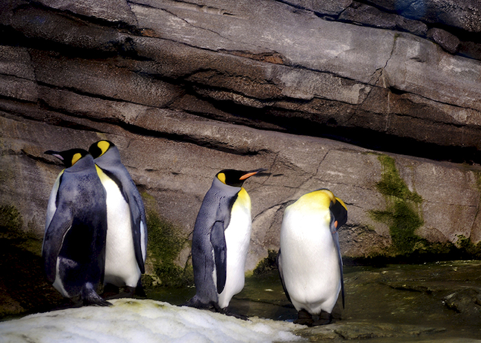 28. Pingüino emperador.