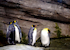 28. Pingüino emperador.
