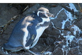 29. Pingüino de Humboldt.