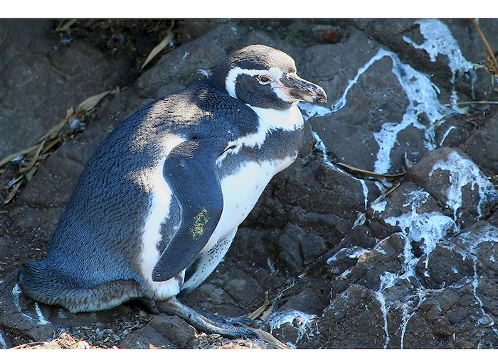 29. Pingüino de Humboldt.