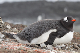 30. Pingüino papúa.