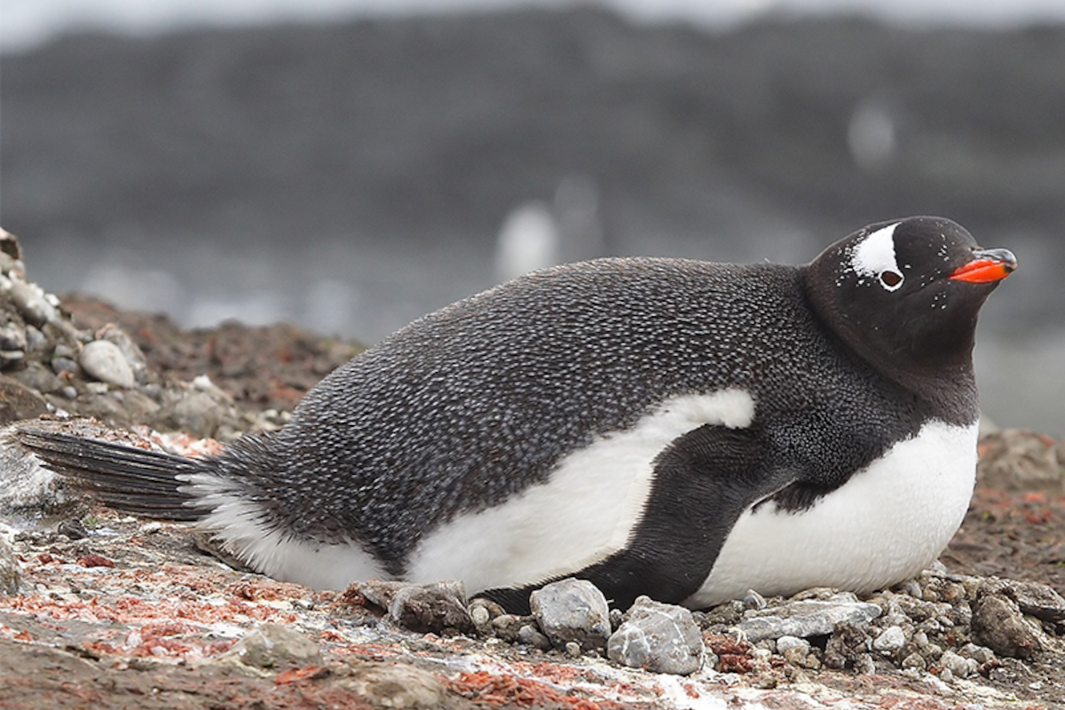 30. Pingüino papúa.