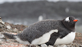 30. Pingüino papúa.