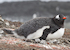 30. Pingüino papúa.