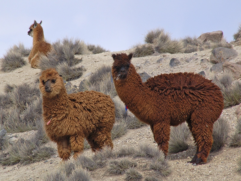 Animales de la tierra