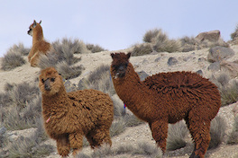 1. Alpacas.