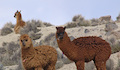 1. Alpacas.