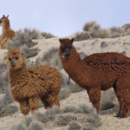 1. Alpacas.