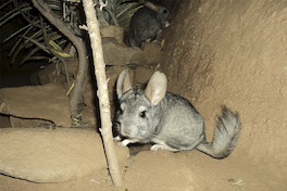2. Chinchilla.