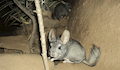 2. Chinchilla.